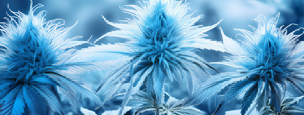Legalizace 2026 podrobněji