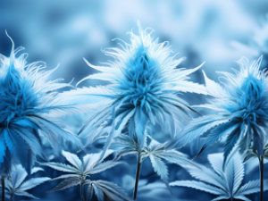 Legalizace 2026 podrobněji