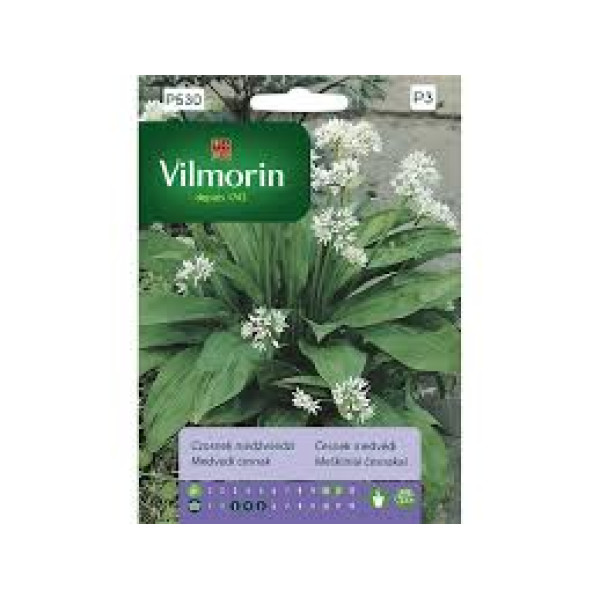 Medvědí česnek - Allium ursinum