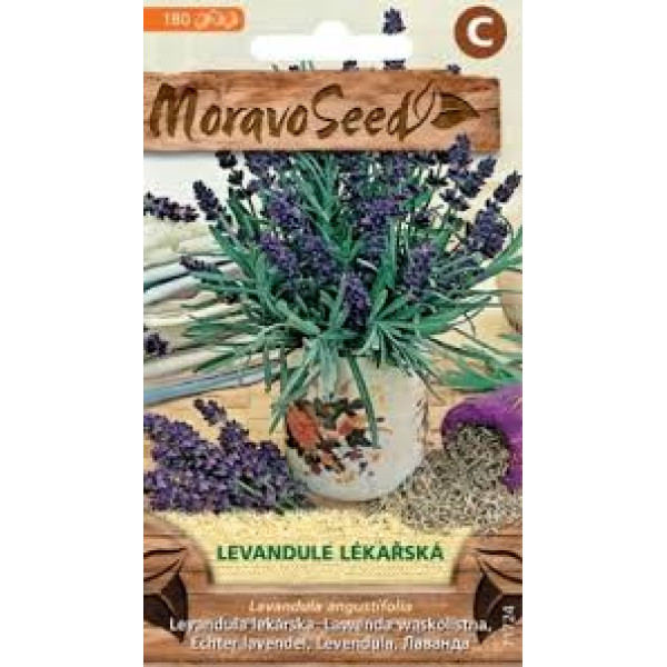 Levandule lékařská - Levandula angustifolia