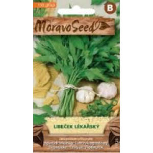 Libeček lékařský - Levisticum officinale