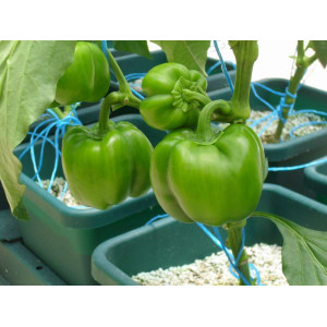 AutoPot Easy2grow Kit se 20 květináči, bez Flexitank