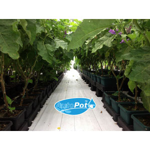 AutoPot Easy2grow Kit s 80 květináči, bez Flexitank