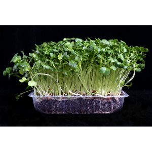 Microgreens sada Ředkvička BIO