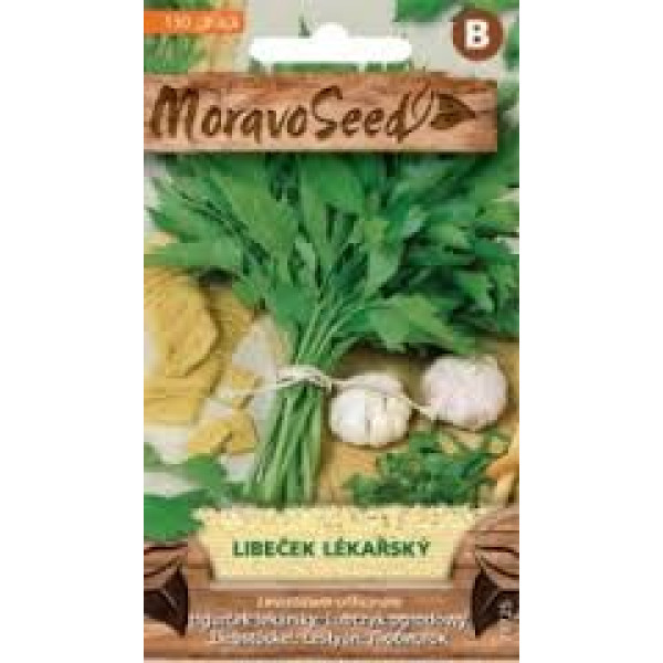Libeček lékařský - Levisticum officinale