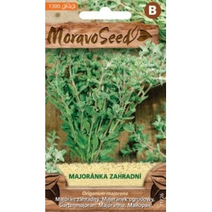 Majoránka zahradní - Origanum majorana