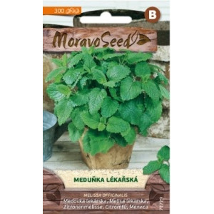 Meduňka lékařská - Melissa officinalis