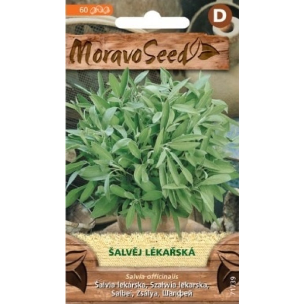 Šalvěj lékařská - Salvia officinalis
